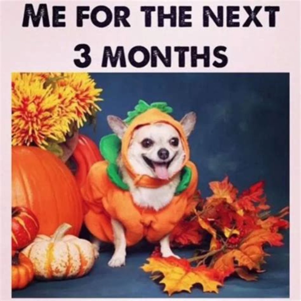 30 Fall Memes for the Autumn-Obsessed