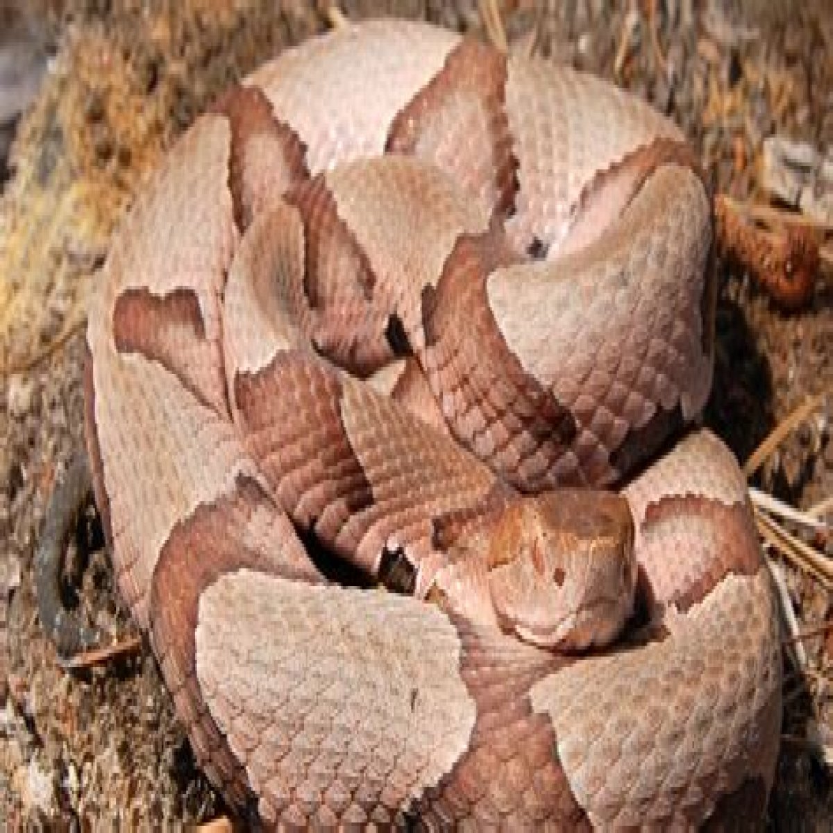 5-Year-Old Child Gets Bitten by Copperhead — Best Life