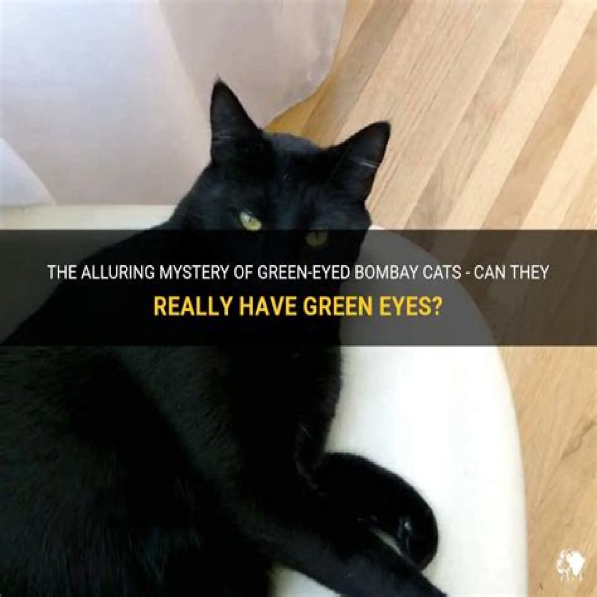 Can a Bombay cat have green eyes? – Janet-Panic.com