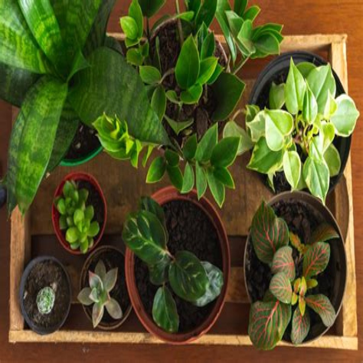 Cinnamon Will Prevent Your Plants from Dying — Best Life
