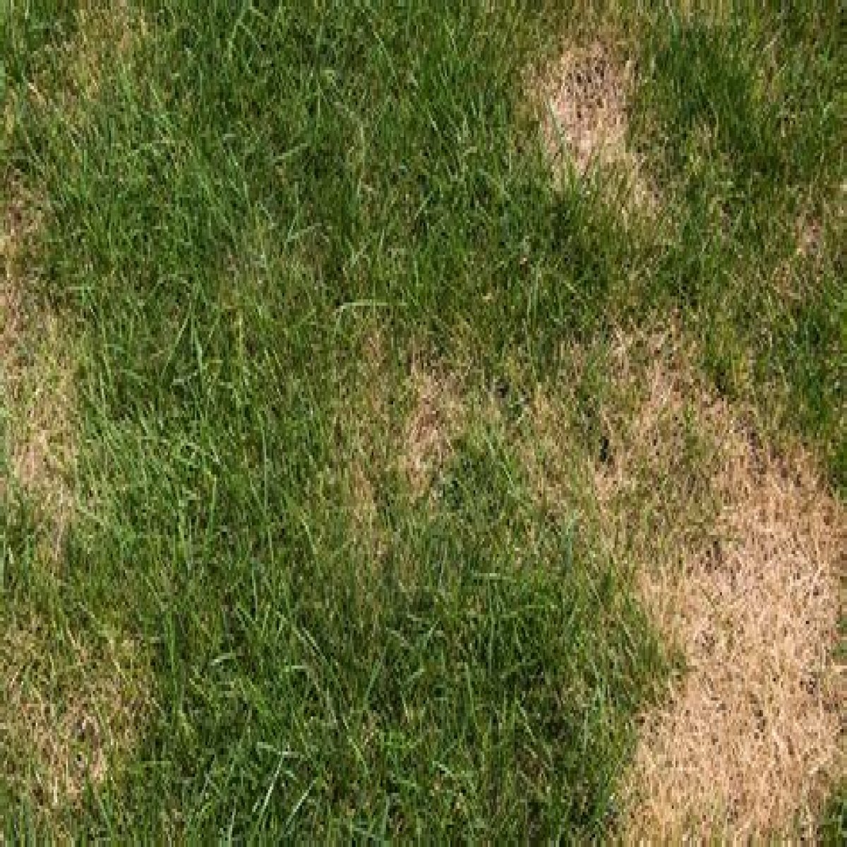 I've received an HOA complaint about my brown lawn despite triple-digit temperatures - but I have an answer