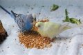 What eats bird food at night?