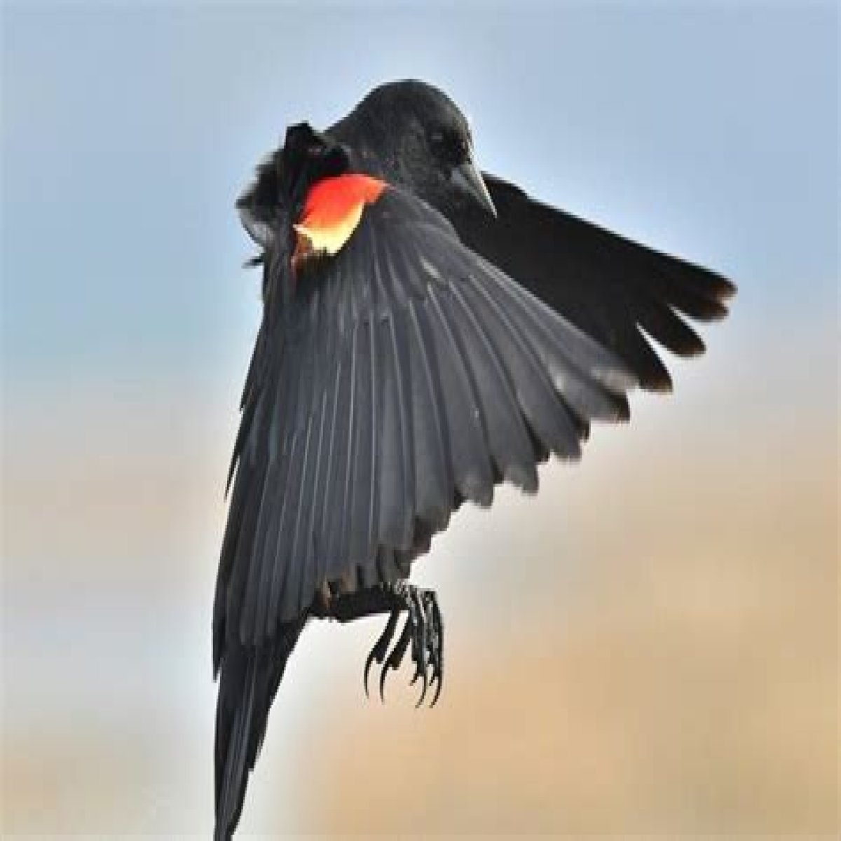 Why US bird attacks on humans are on rise